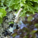 CORTAPLUMAS OPINEL N08 BEECH GARDEN - Imagen 5
